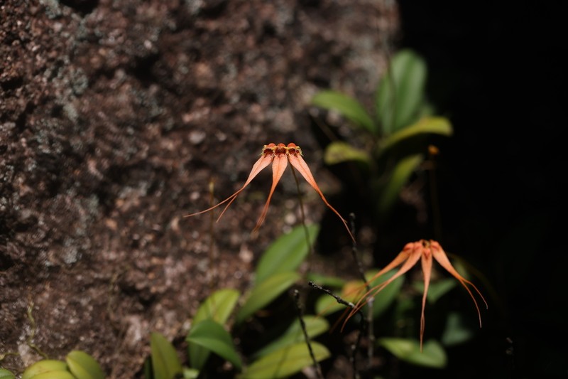 Bulbophyllum pecten-veneris photo 3