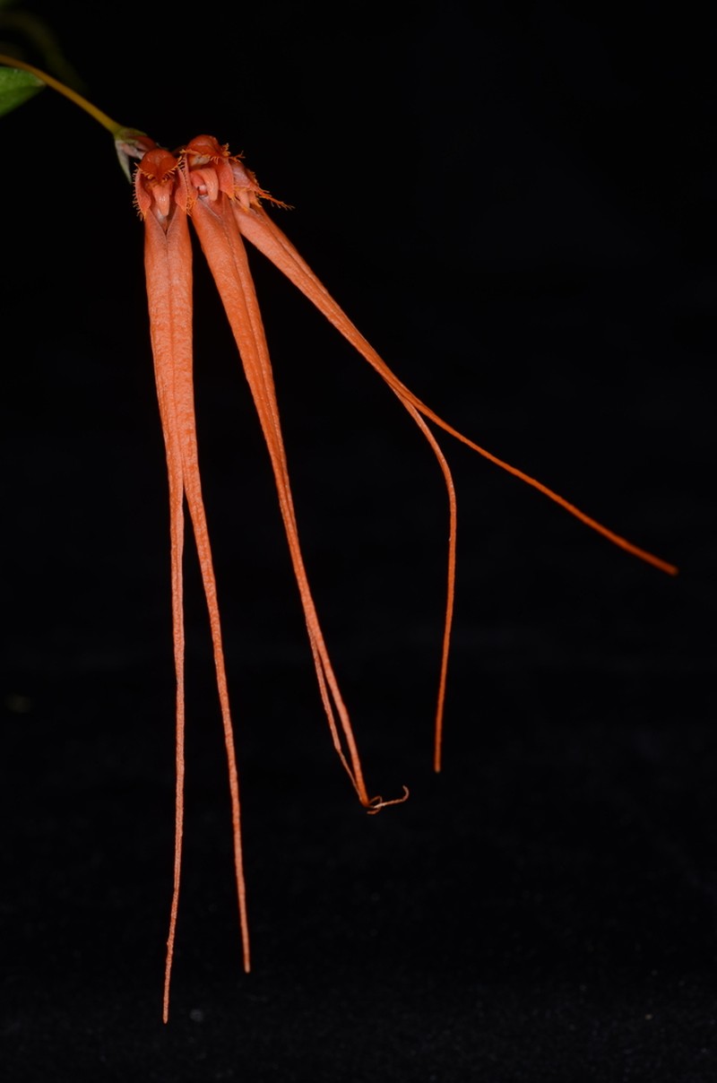 Bulbophyllum pecten-veneris photo 4