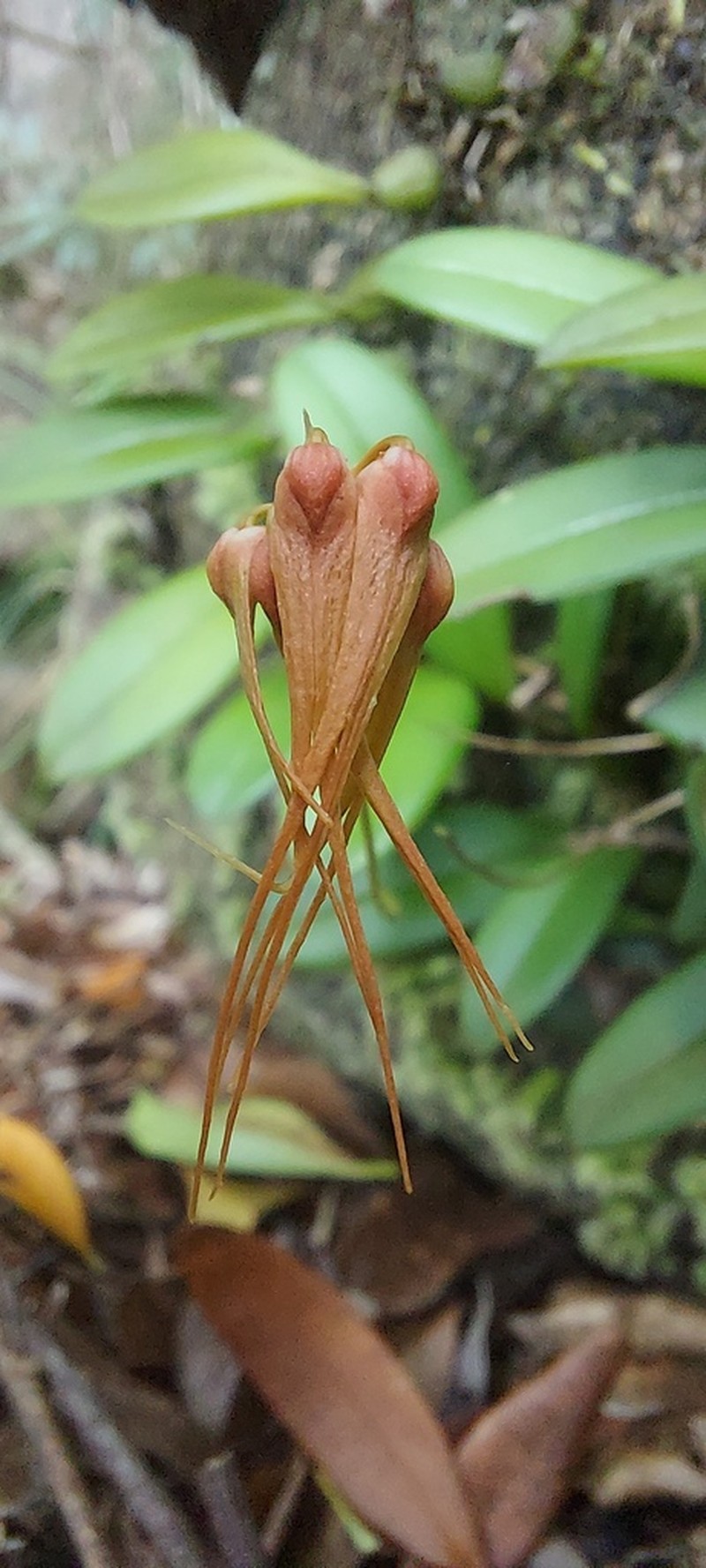 Bulbophyllum pecten-veneris photo 5