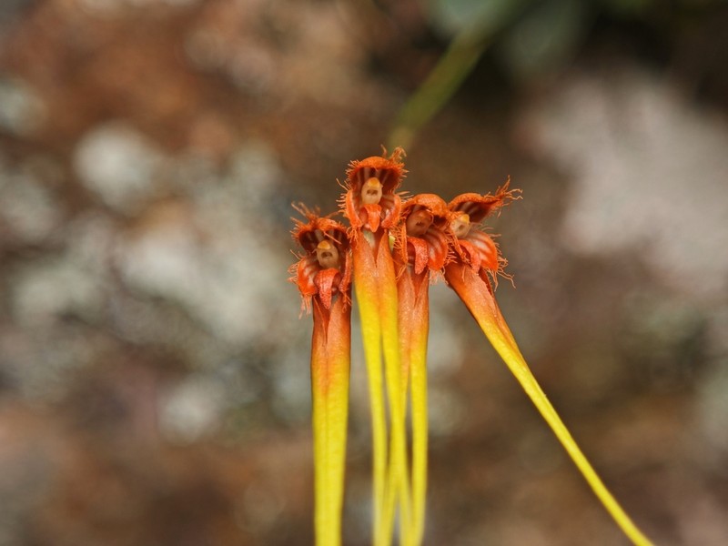 Bulbophyllum pecten-veneris photo 7