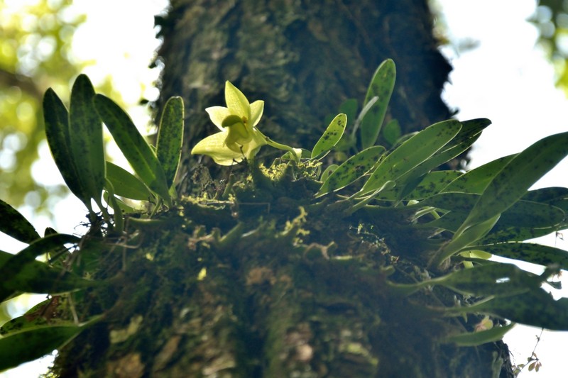 Bulbophyllum pectinatum
