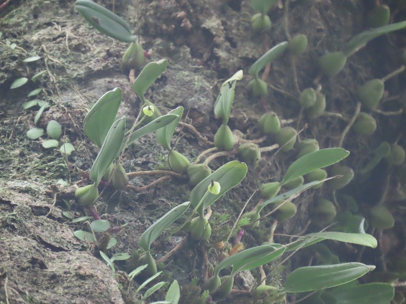 Bulbophyllum pectinatum photo 2