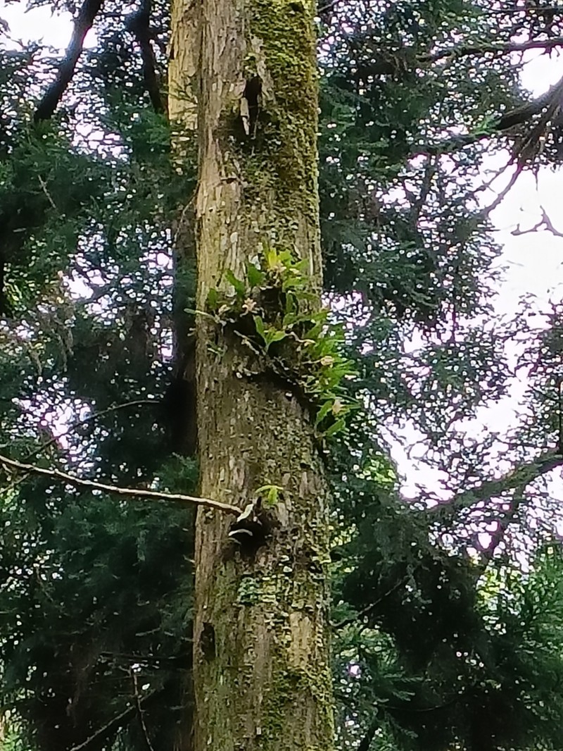 Bulbophyllum pectinatum photo 3