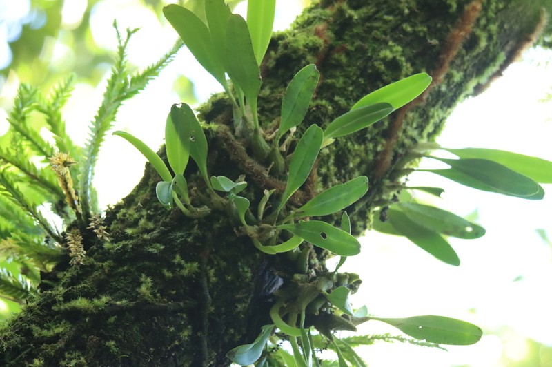 Bulbophyllum pectinatum photo 4