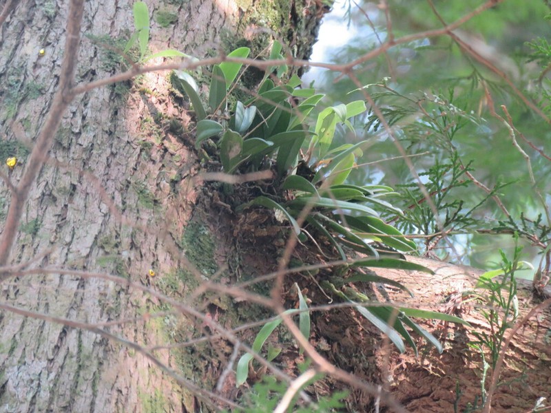 Bulbophyllum pectinatum photo 6
