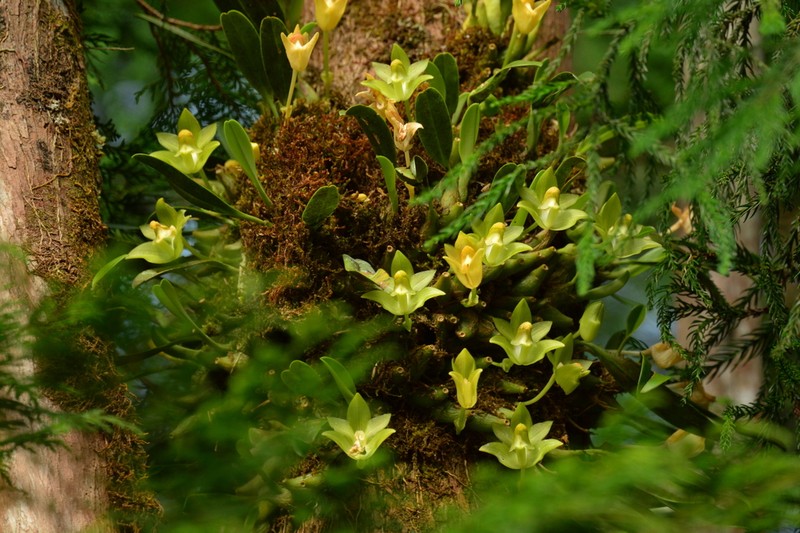Bulbophyllum pectinatum photo 7
