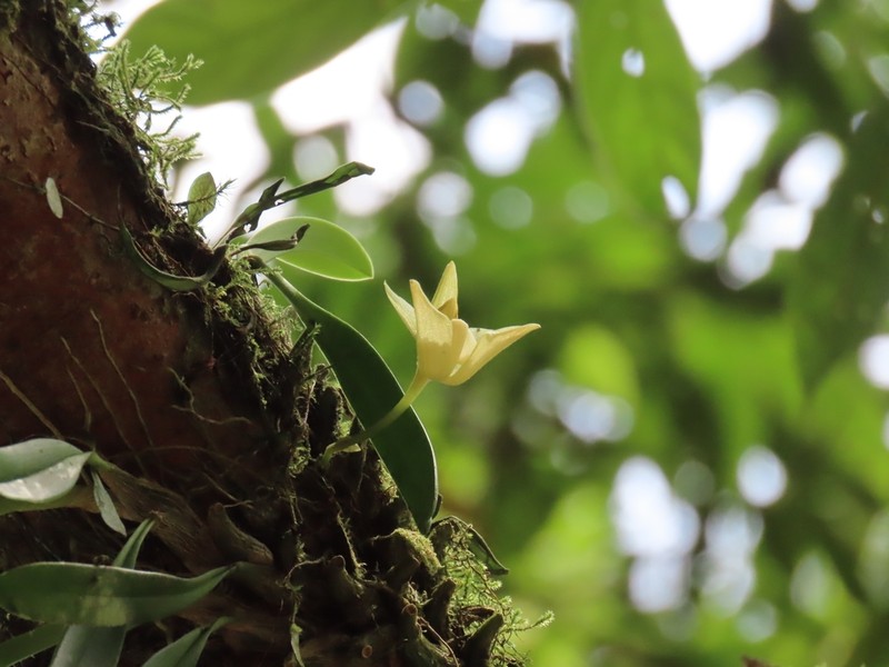 Bulbophyllum pectinatum photo 8