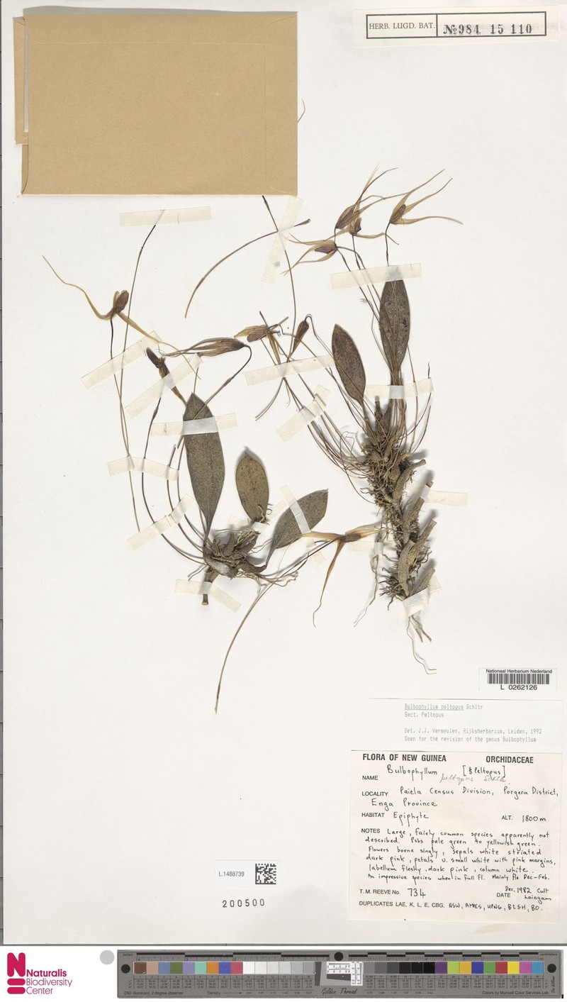 Bulbophyllum peltopus photo 2
