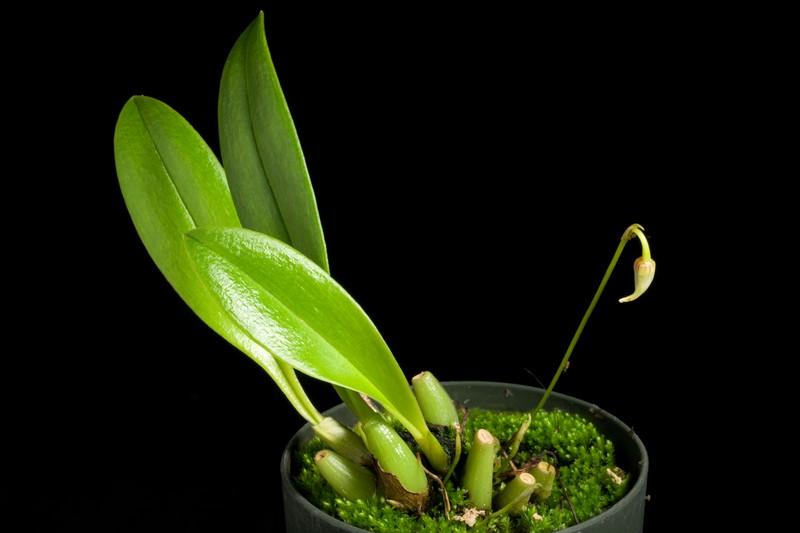 Bulbophyllum peltopus