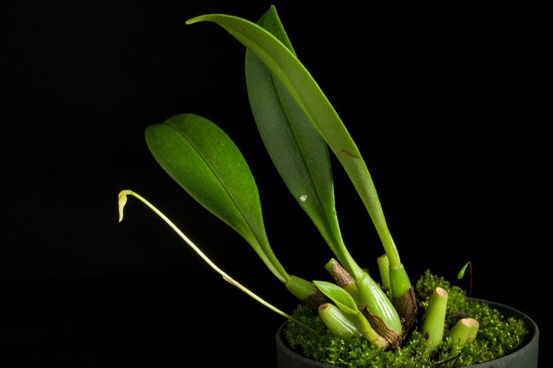 Bulbophyllum peltopus photo 4