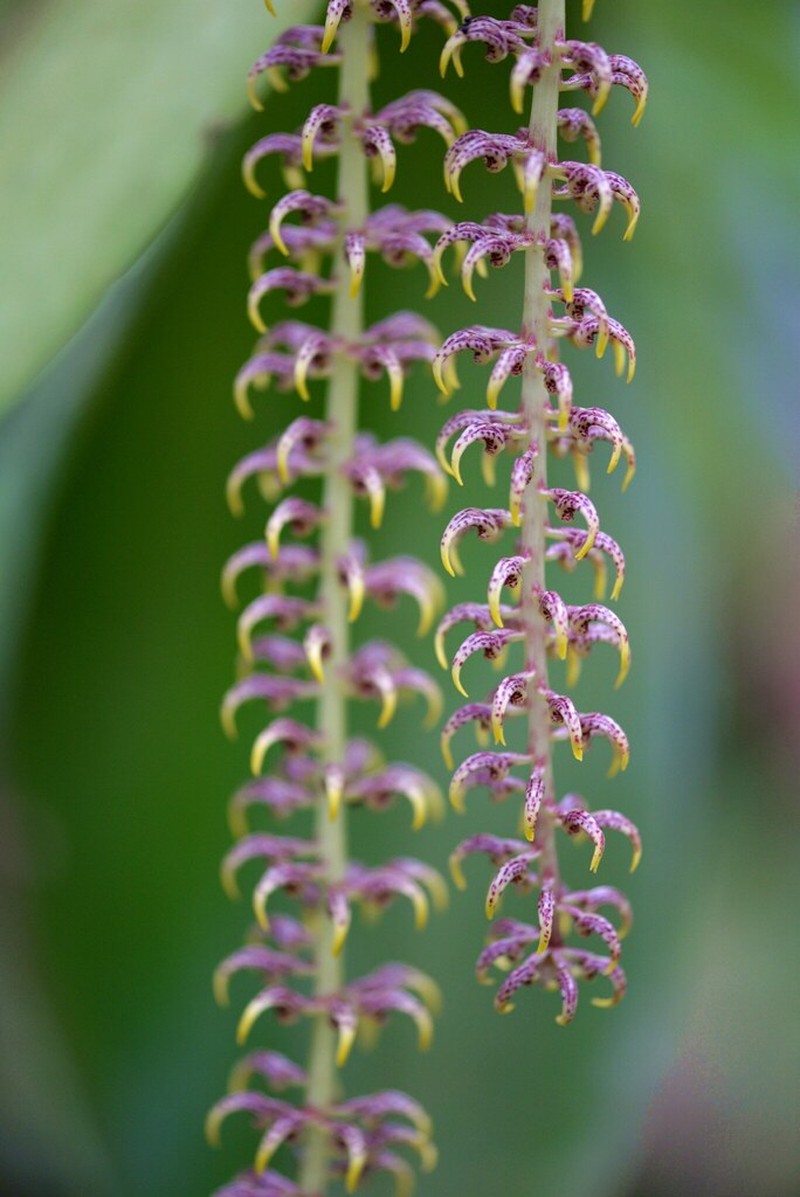 Bulbophyllum penduliscapum photo 2
