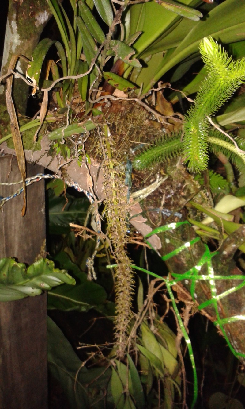 Bulbophyllum penduliscapum photo 4