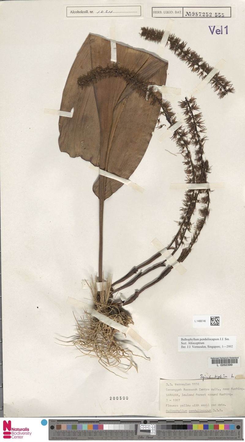 Bulbophyllum penduliscapum photo 5