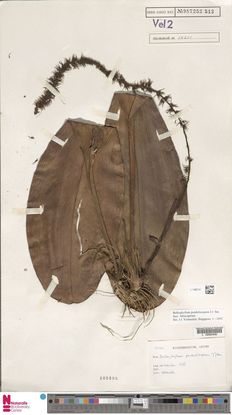 Bulbophyllum penduliscapum photo 6