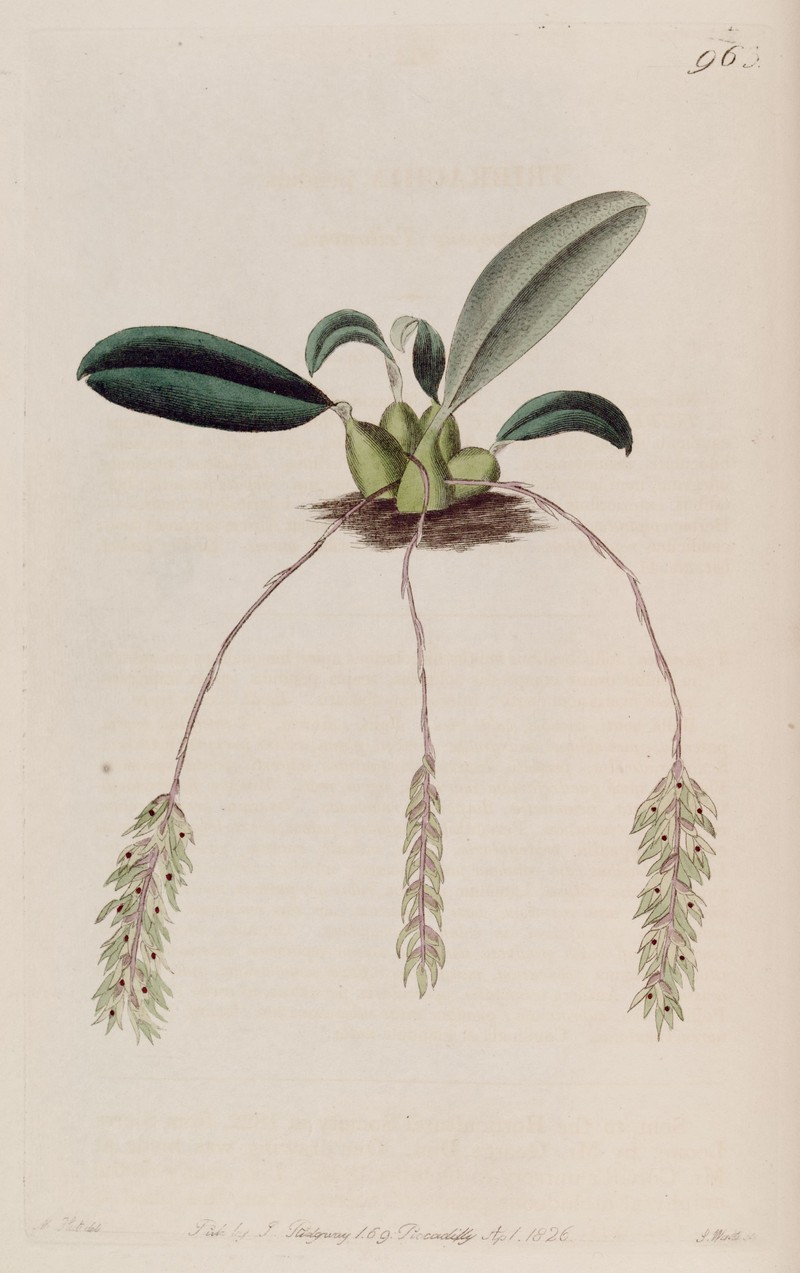 Bulbophyllum pendulum