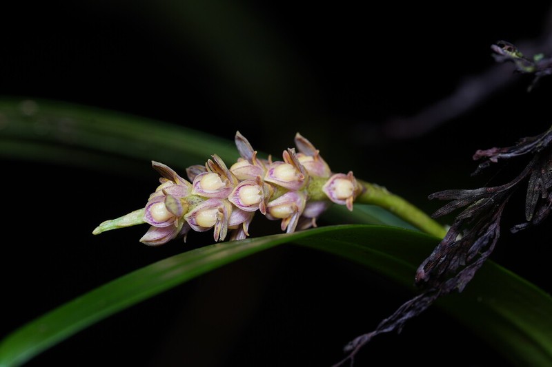 Bulbophyllum pendulum photo 2