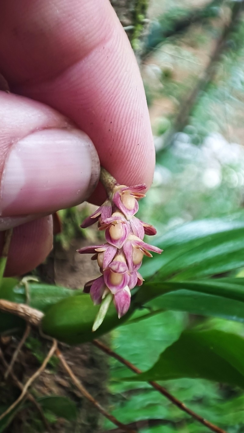 Bulbophyllum pendulum photo 3