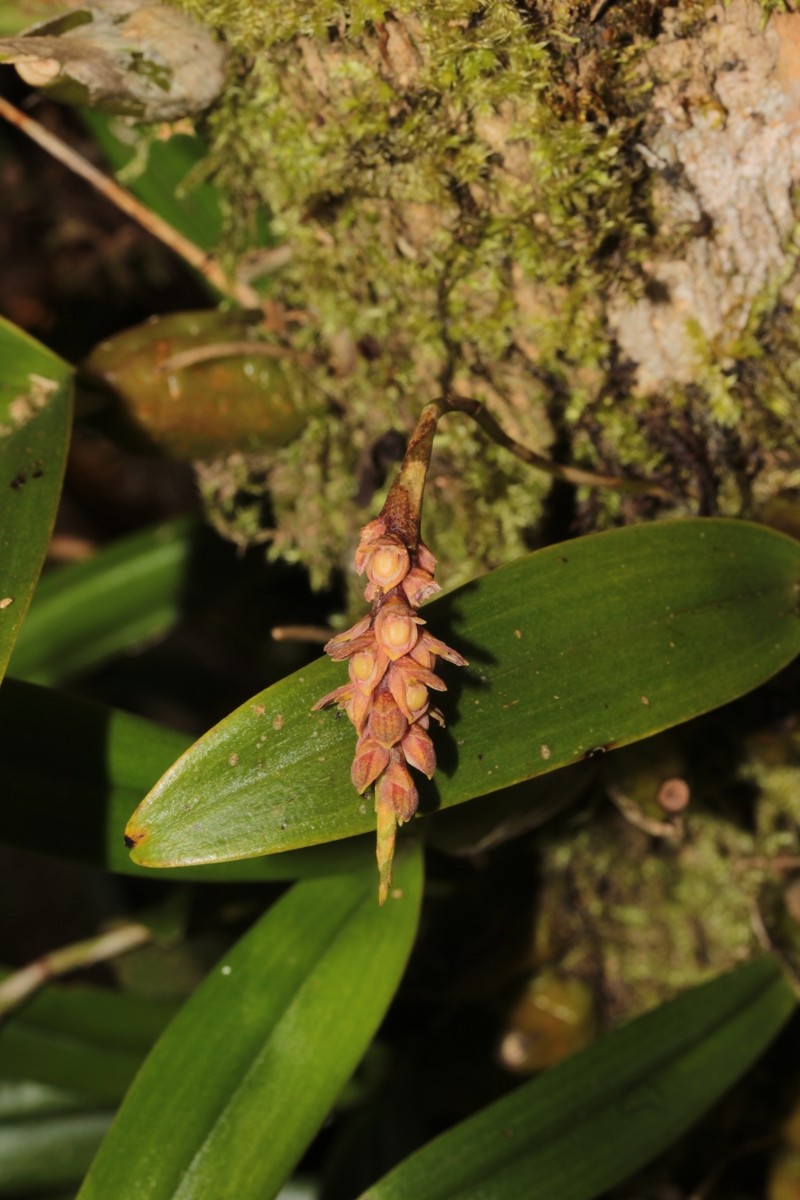 Bulbophyllum pendulum photo 4