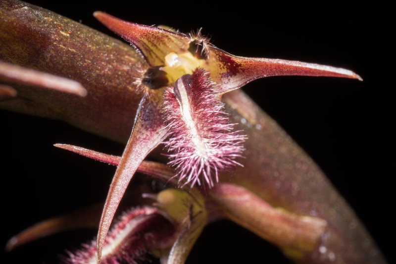 Bulbophyllum penicillium