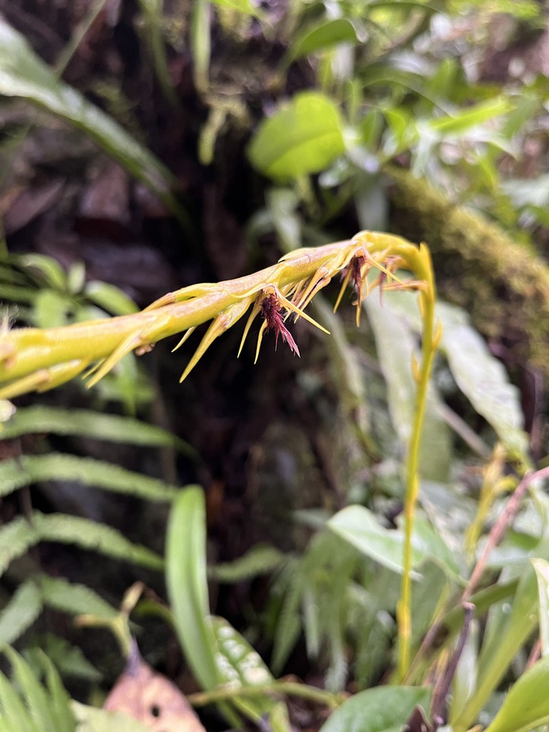 Bulbophyllum penicillium photo 2