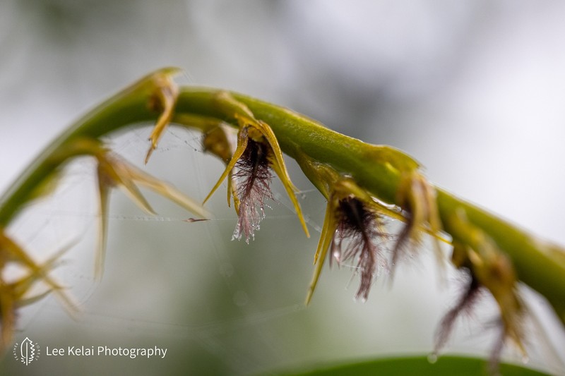 Bulbophyllum penicillium photo 4