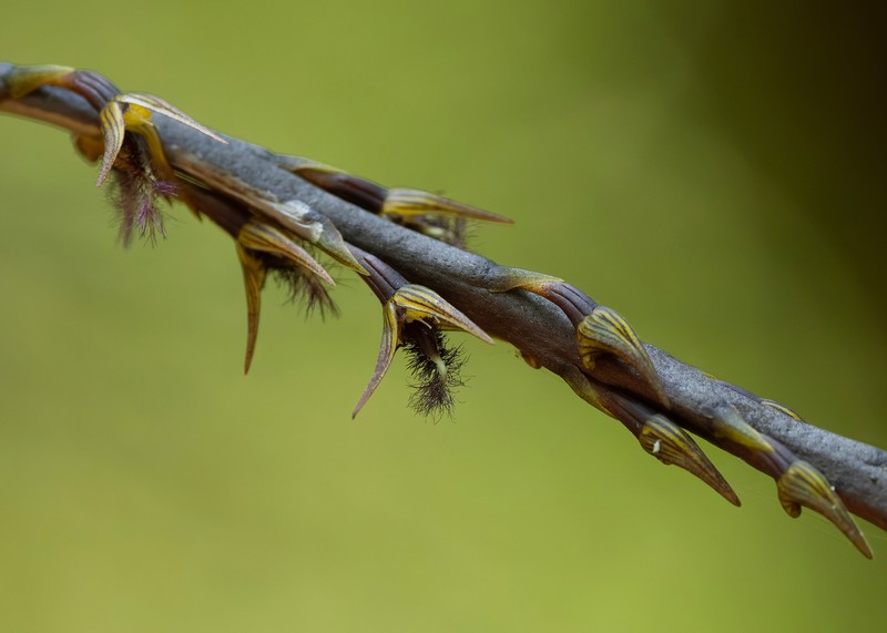 Bulbophyllum penicillium photo 5