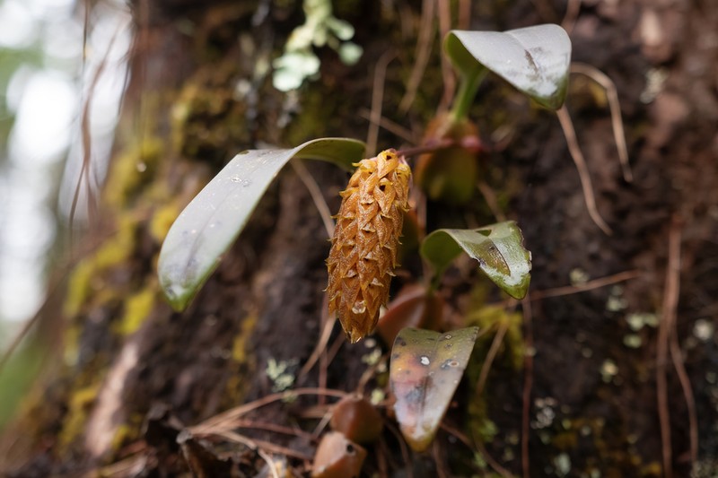 Bulbophyllum peninsulare
