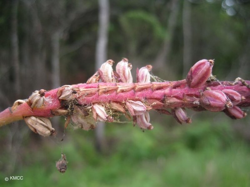 Bulbophyllum pentastichum
