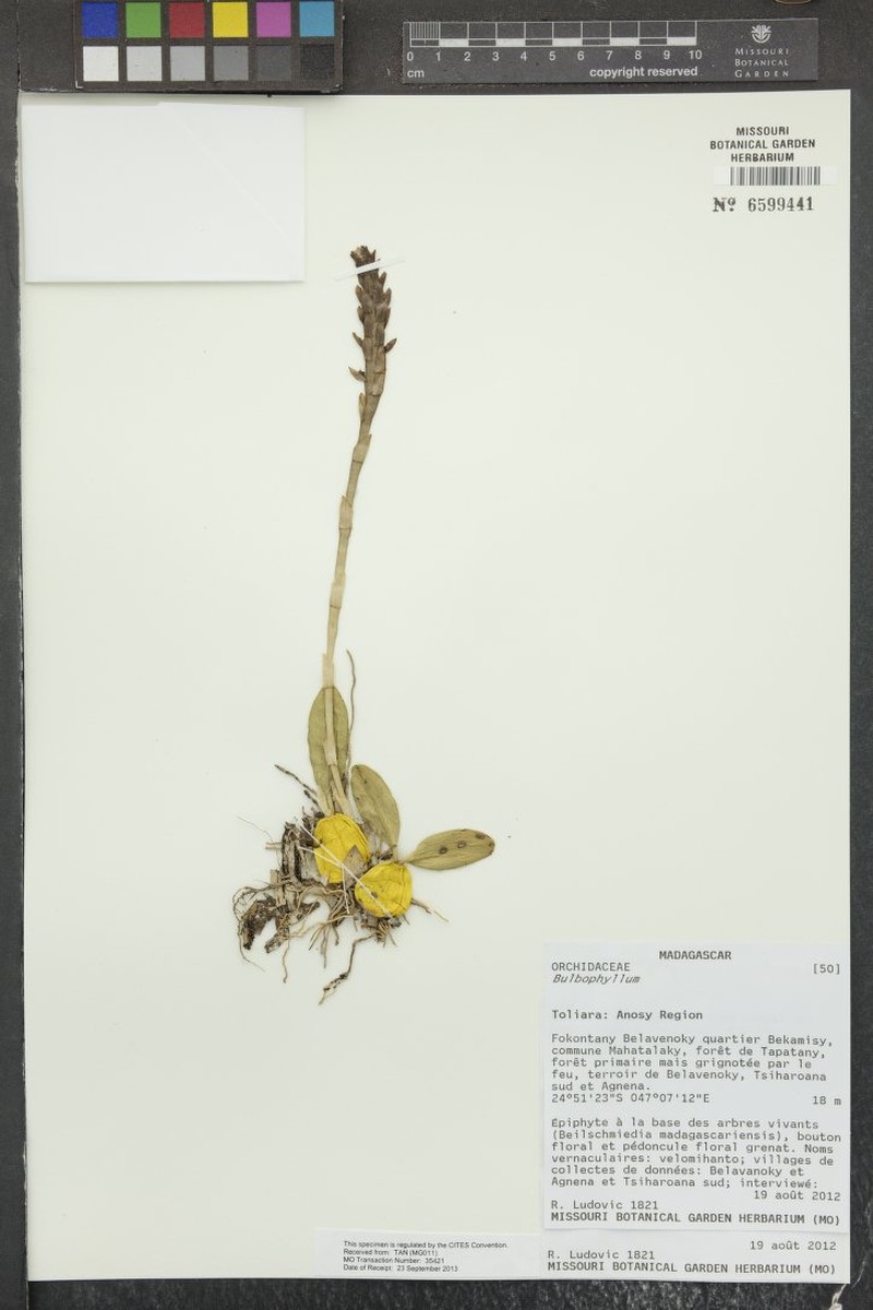 Bulbophyllum pentastichum photo 2