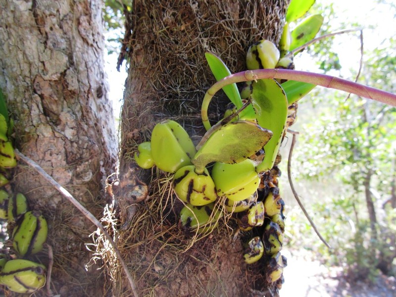 Bulbophyllum pentastichum photo 3