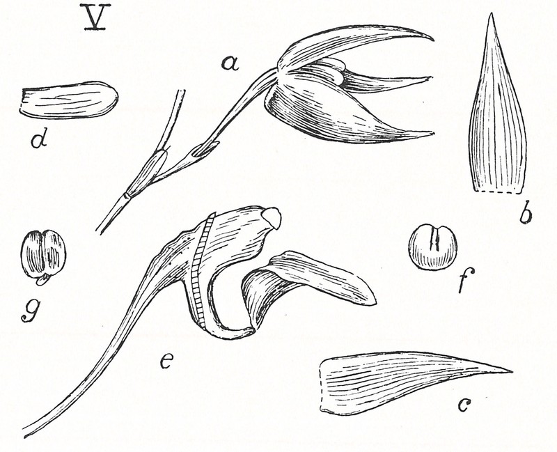 Bulbophyllum peperomiifolium