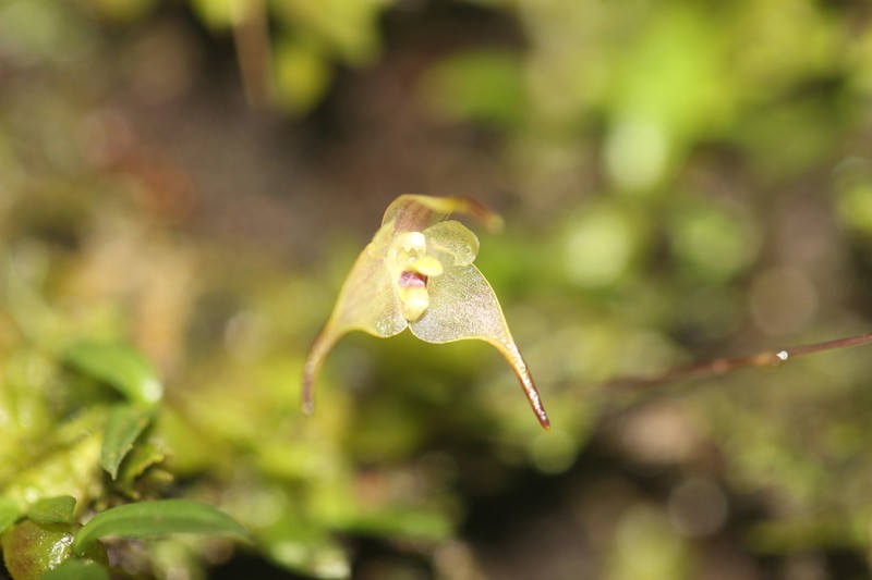 Bulbophyllum percorniculatum photo 2