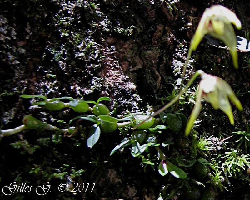 Bulbophyllum percorniculatum photo 3