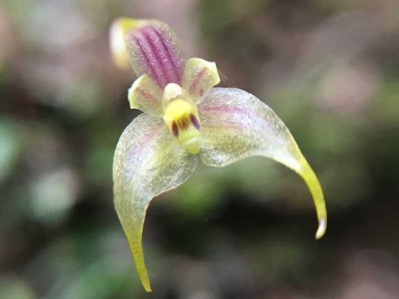 Bulbophyllum percorniculatum photo 4