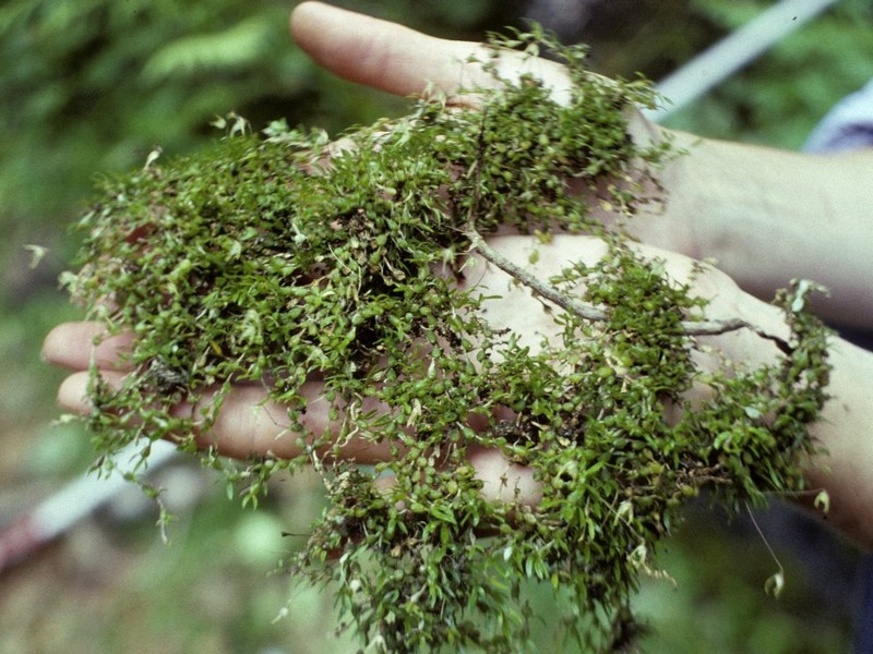 Bulbophyllum percorniculatum photo 5
