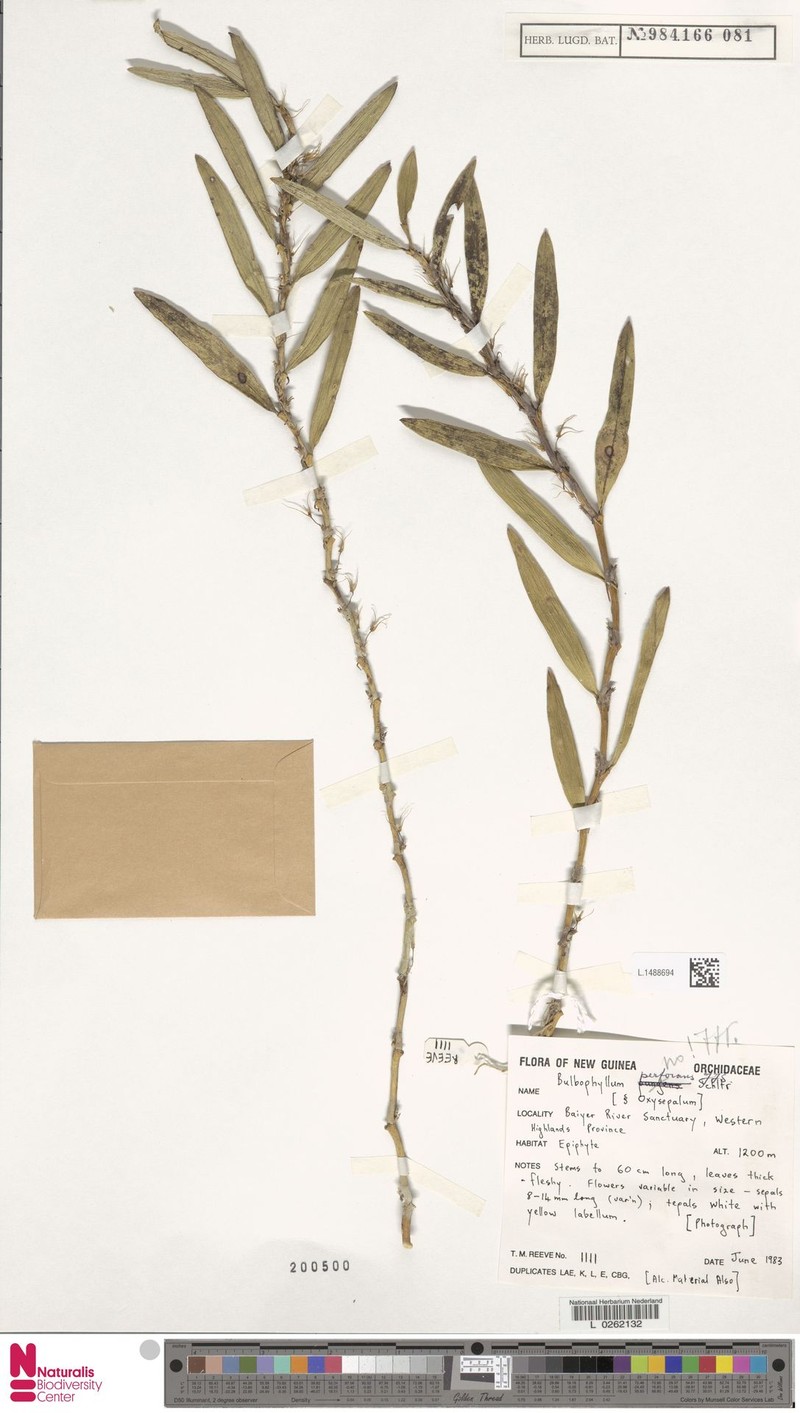 Bulbophyllum perforans