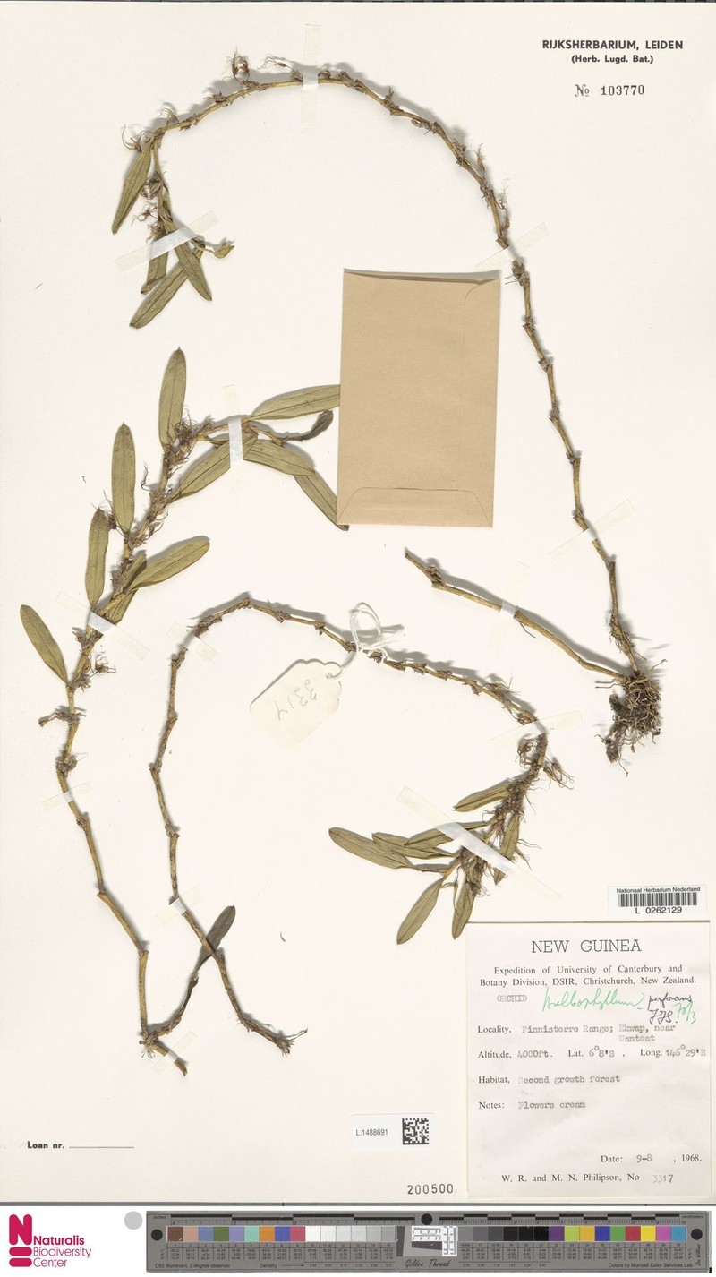 Bulbophyllum perforans photo 2