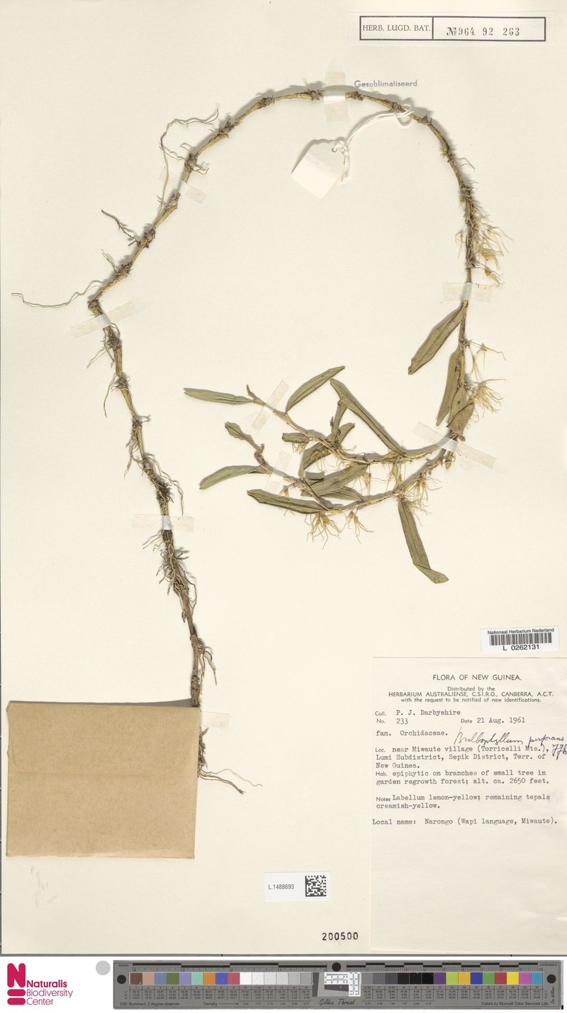 Bulbophyllum perforans photo 3