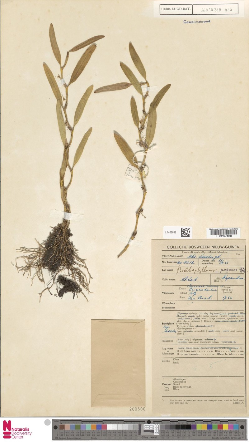 Bulbophyllum perforans photo 4