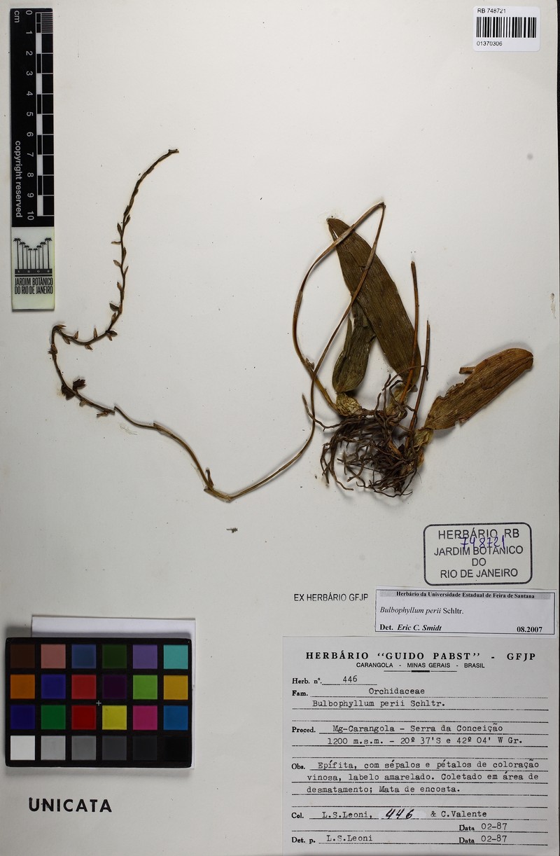 Bulbophyllum perii