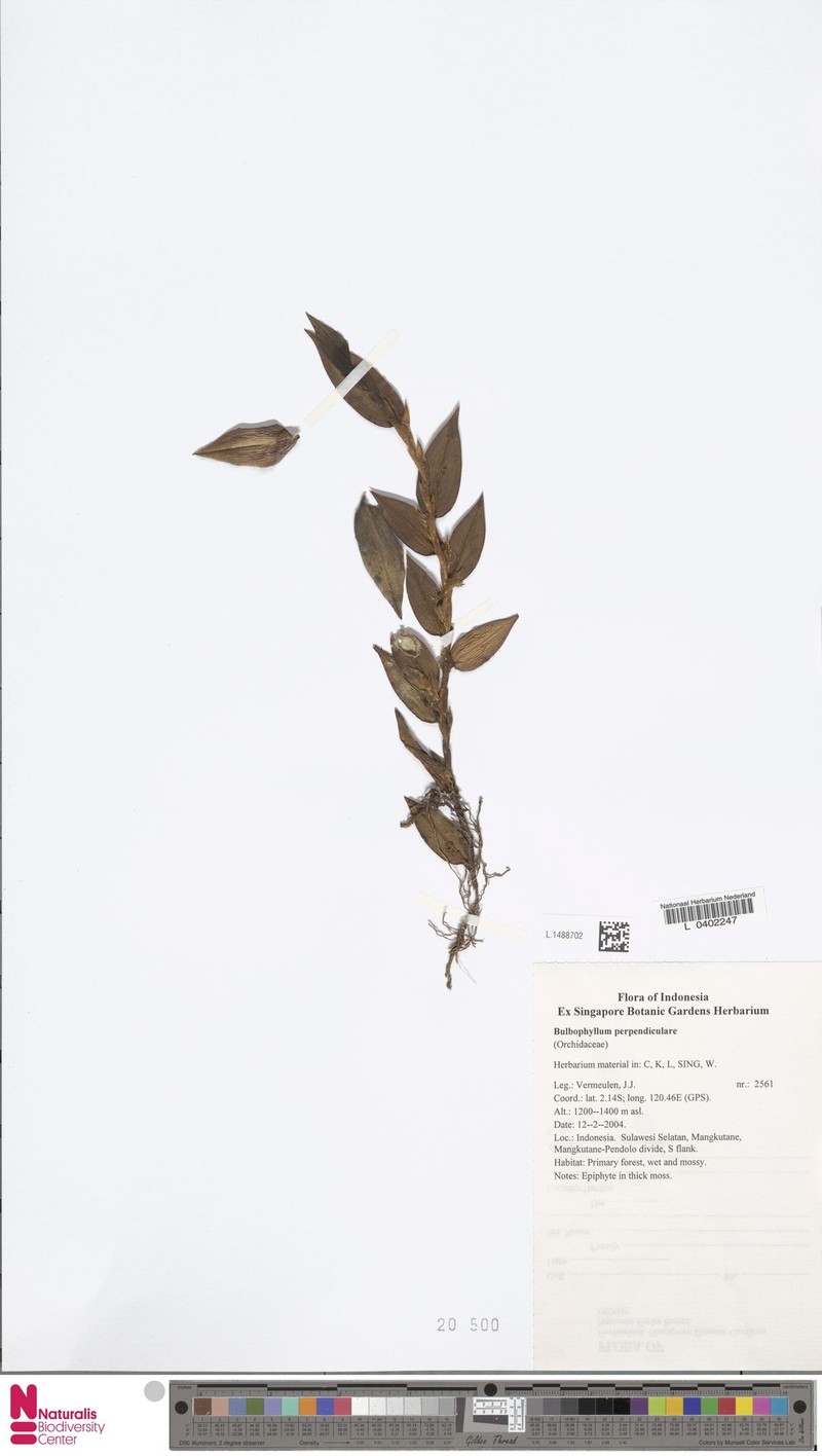 Bulbophyllum perpendiculare