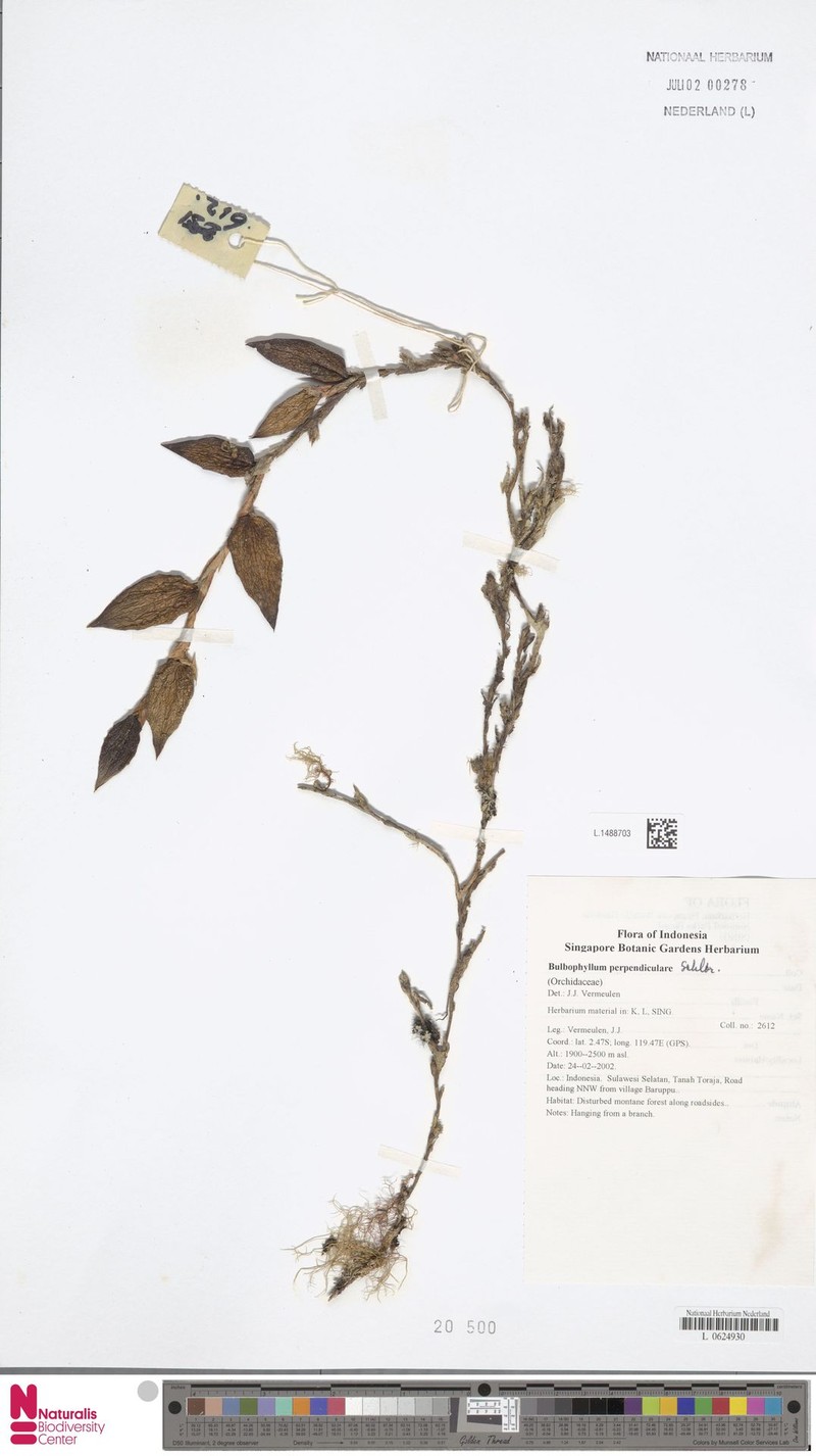 Bulbophyllum perpendiculare photo 2