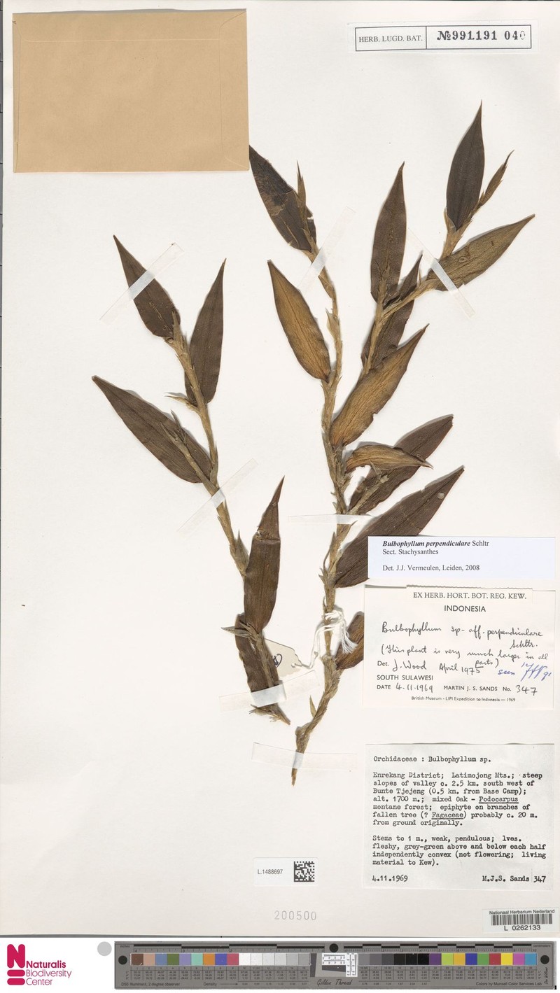 Bulbophyllum perpendiculare photo 3