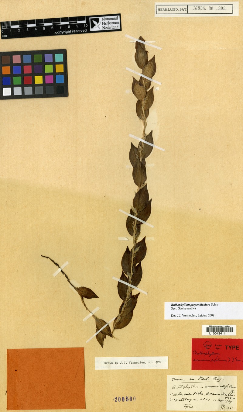 Bulbophyllum perpendiculare photo 4