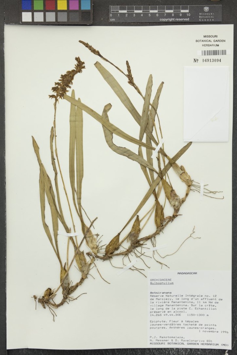 Bulbophyllum perreflexum