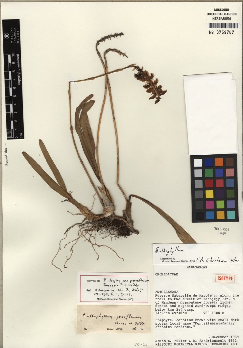 Bulbophyllum perreflexum photo 2