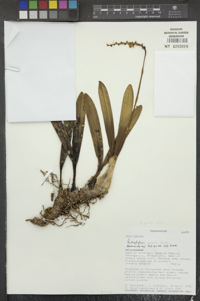 Bulbophyllum perrieri