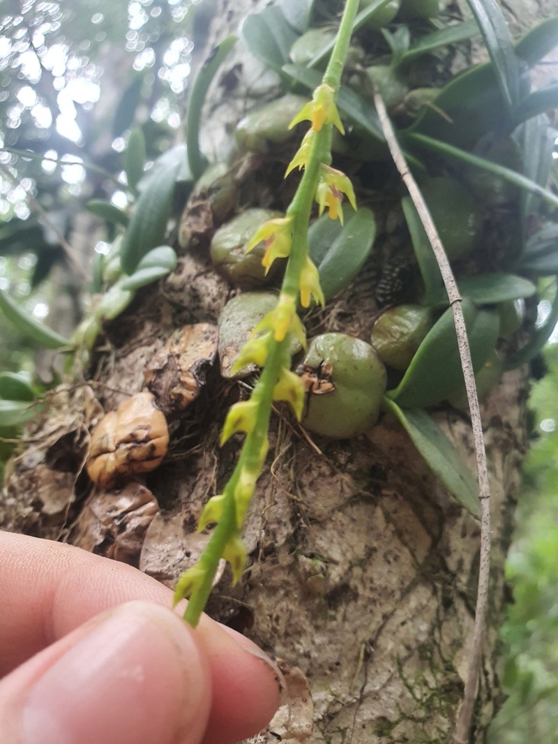 Bulbophyllum pervillei