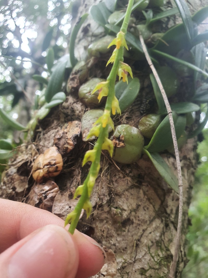 Bulbophyllum pervillei photo 2