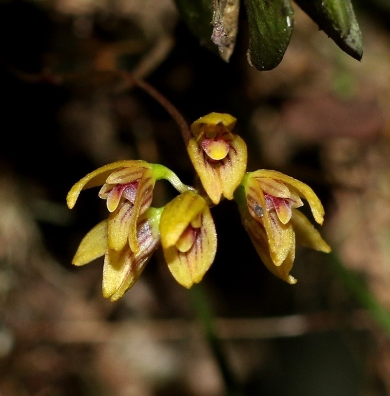 Bulbophyllum petiolare
